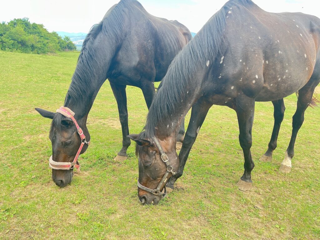 ダノンシャンティ