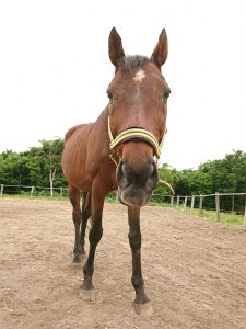 トウショウビーム