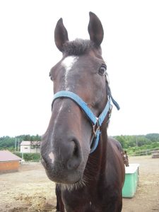 ダイタクバートラム