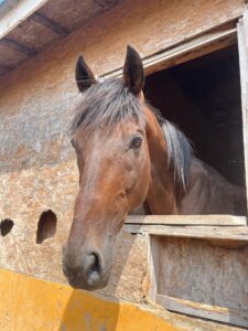 ディープインラヴ