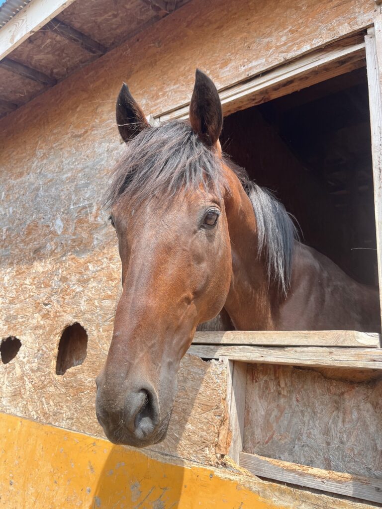 ディープインラヴ