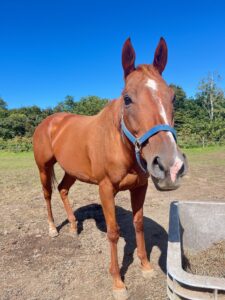 フレグラントエリア