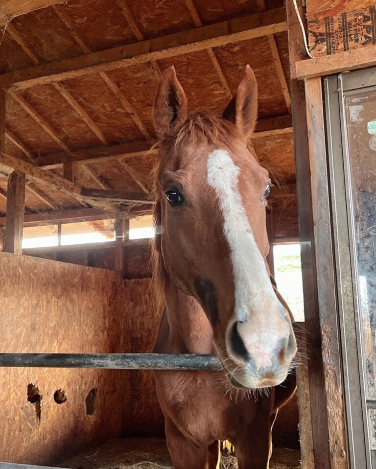 フリートジュピター