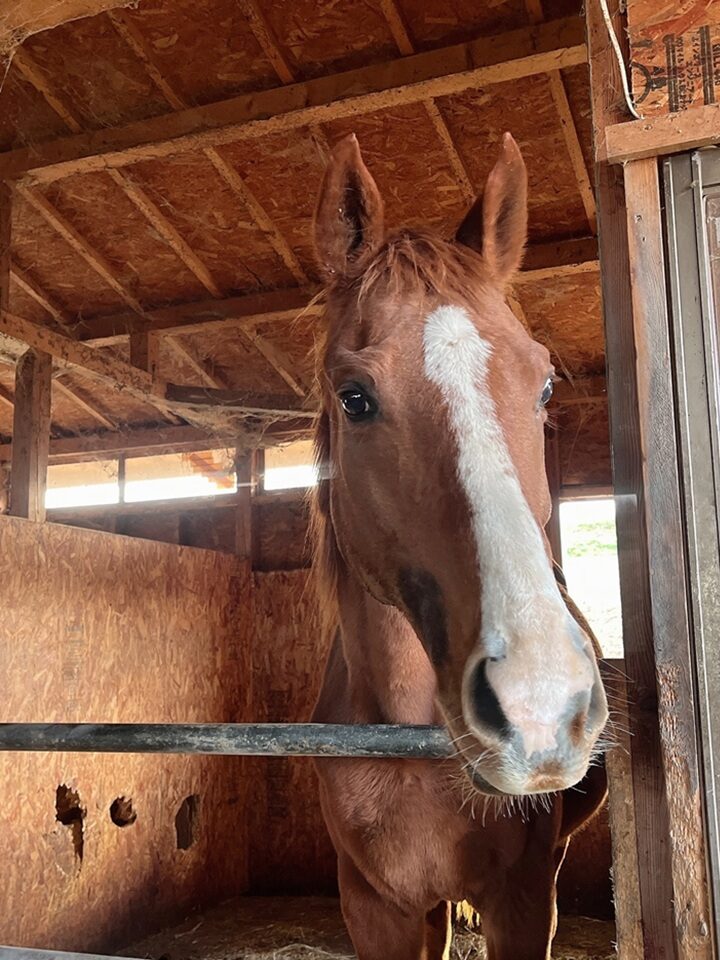 フリートジュピター