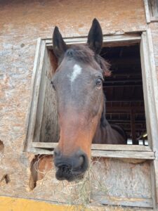 ゴールドグレース