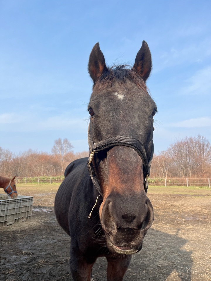 グランドシチー