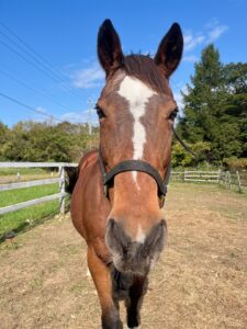 マルターズオリジン