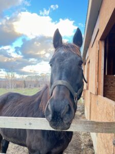 メイショウブシドウ