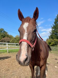 リボンスティック