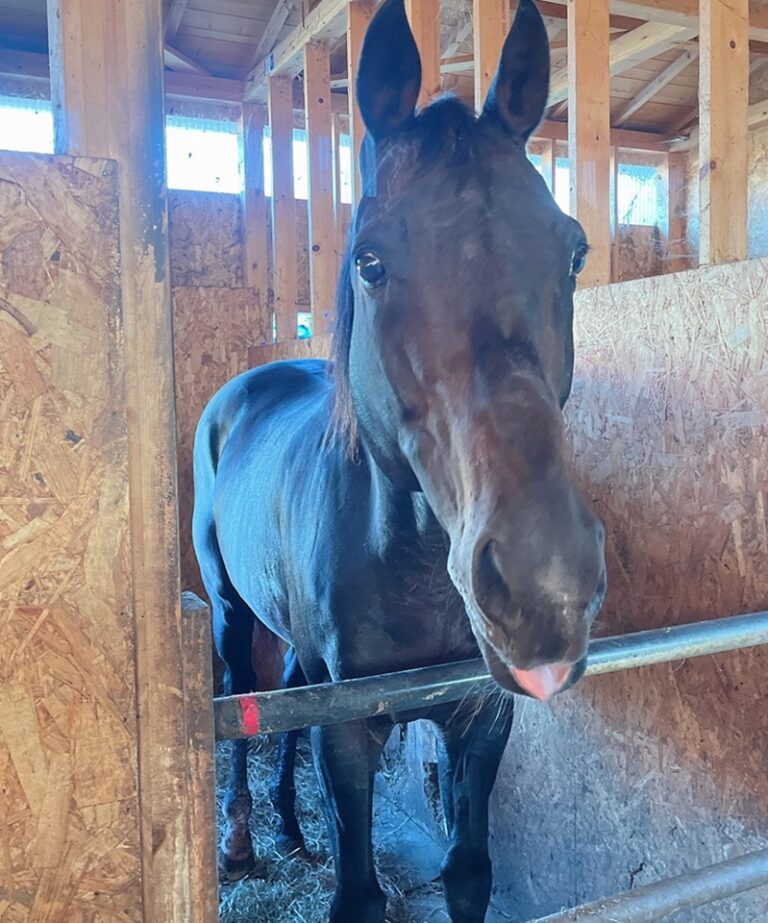 トーセンホマレボシ