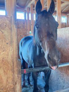 トーセンホマレボシ